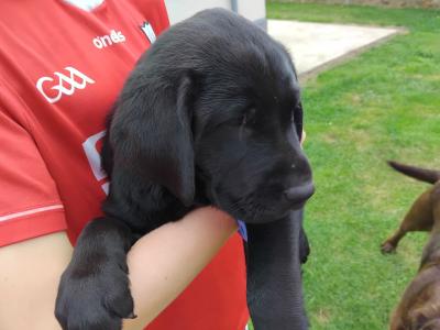 Superb Ladrador puppies in Cork