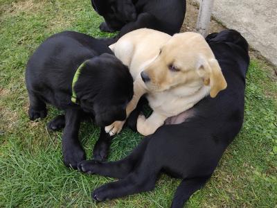 Superb Ladrador puppies in Cork