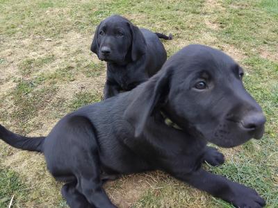 Superb Ladrador puppies in Cork