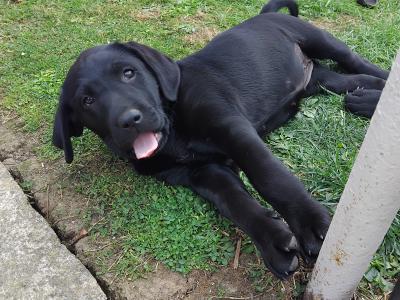 Superb Ladrador puppies in Cork
