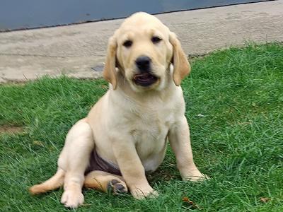 Superb Ladrador puppies in Cork