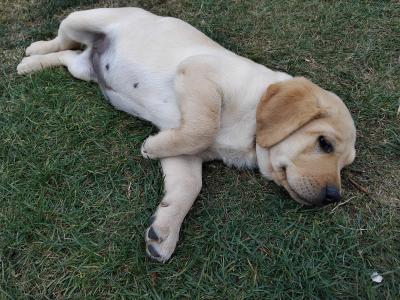 Superb Ladrador puppies in Cork