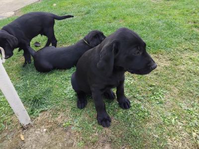 Superb Ladrador puppies in Cork