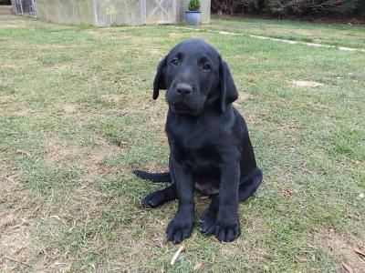 Superb Ladrador puppies in Cork