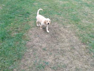 Superb Ladrador puppies in Cork