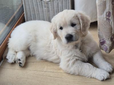 Beautiful IKC Registered, Pedigree Golden Retriever puppies in Galway