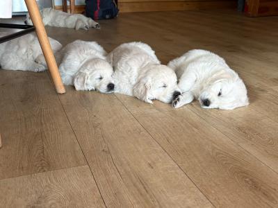 Beautiful IKC Registered, Pedigree Golden Retriever puppies in Galway