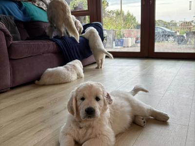 Beautiful IKC Registered, Pedigree Golden Retriever puppies in Galway
