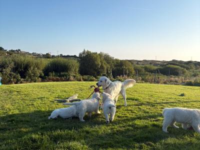 Beautiful IKC Registered, Pedigree Golden Retriever puppies in Galway