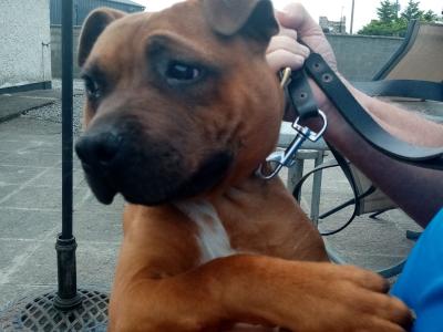 IKC Registered male Staffordshire Bull Terrier puppy 7 months old in Kildare