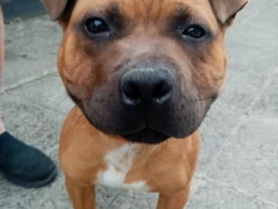 IKC Registered male Staffordshire Bull Terrier puppy 7 months old in Kildare
