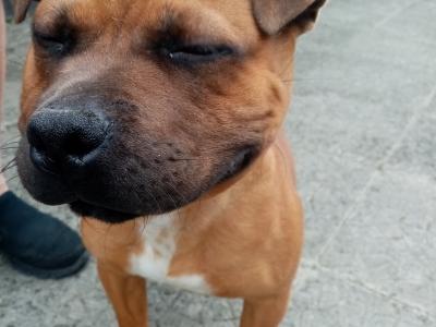 IKC Registered male Staffordshire Bull Terrier puppy 7 months old in Kildare