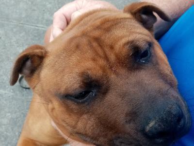 IKC Registered male Staffordshire Bull Terrier puppy 7 months old in Kildare
