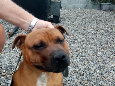 IKC Registered male Staffordshire Bull Terrier puppy 7 months old in Kildare