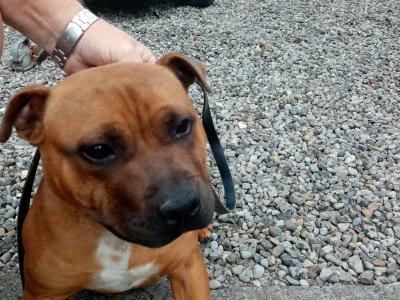 IKC Registered male Staffordshire Bull Terrier puppy 7 months old in Kildare