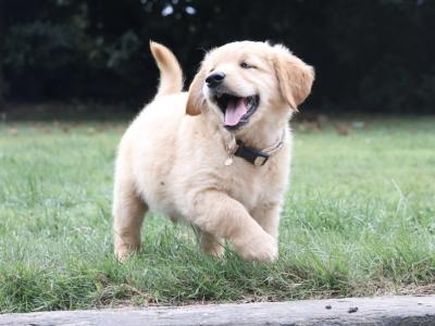 IKC Registered Pedigree Goldren Retriever puppies in Wexford - 0851841856
