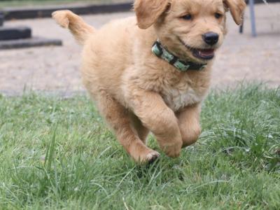 IKC Registered Pedigree Goldren Retriever puppies in Wexford - 0851841856