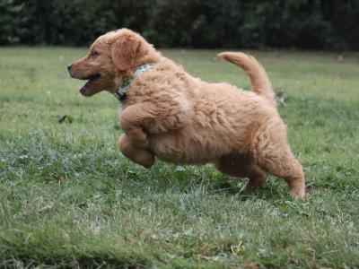 IKC Registered Pedigree Goldren Retriever puppies in Wexford - 0851841856
