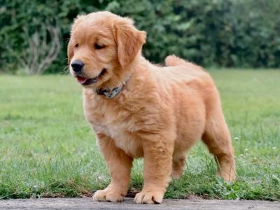 IKC Registered Pedigree Goldren Retriever puppies in Wexford - 0851841856