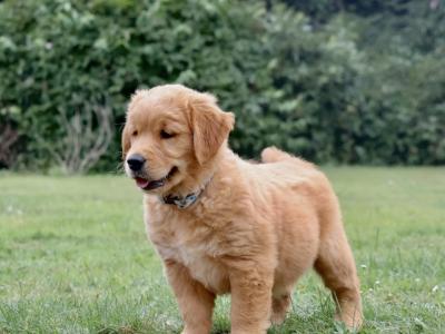 IKC Registered Pedigree Goldren Retriever puppies in Wexford - 0851841856