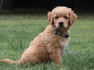 IKC Registered Pedigree Goldren Retriever puppies in Wexford - 0851841856
