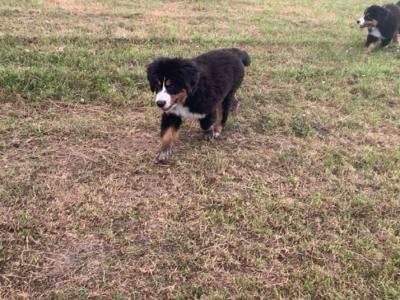 IKC Registered (pending) female Bernese Mountain Dog puppy in Wicklow
