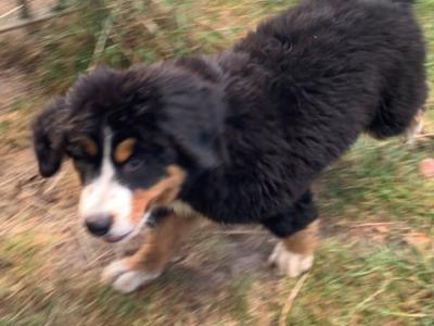 IKC Registered (pending) female Bernese Mountain Dog puppy in Wicklow