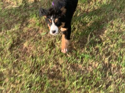 IKC Registered (pending) female Bernese Mountain Dog puppy in Wicklow