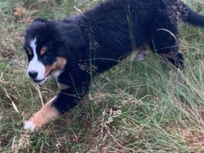 IKC Registered (pending) female Bernese Mountain Dog puppy in Wicklow