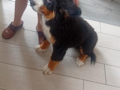 IKC Registered (pending) female Bernese Mountain Dog puppy in Wicklow