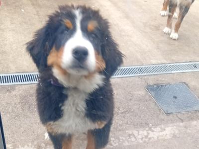 IKC Registered (pending) female Bernese Mountain Dog puppy in Wicklow