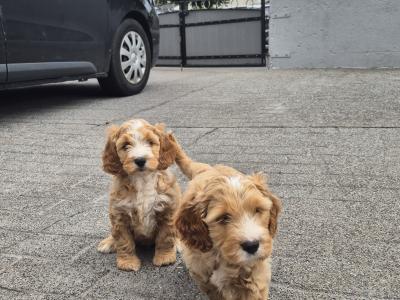 Male Cockapoo puppies for sale in Carlow