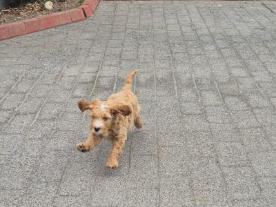 Male Cockapoo puppies for sale in Carlow