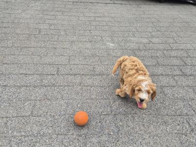 Male Cockapoo puppies for sale in Carlow