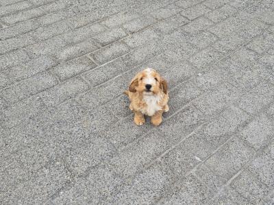 Male Cockapoo puppies for sale in Carlow