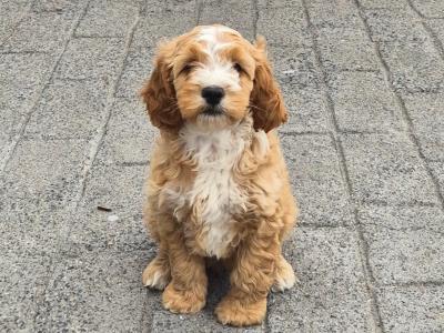 Male Cockapoo puppies for sale in Carlow