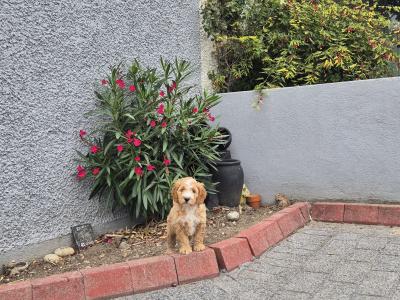 Male Cockapoo puppies for sale in Carlow