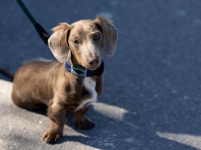 Long haired Isabella Miniature Dachshund for Stud
