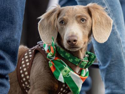 Long haired Isabella Miniature Dachshund for Stud