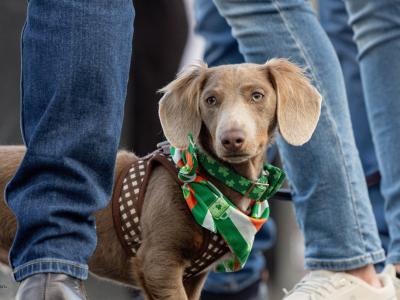 Long haired Isabella Miniature Dachshund for Stud