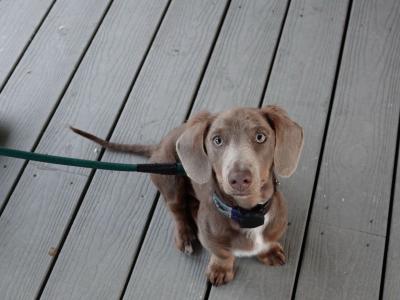 Long haired Isabella Miniature Dachshund for Stud