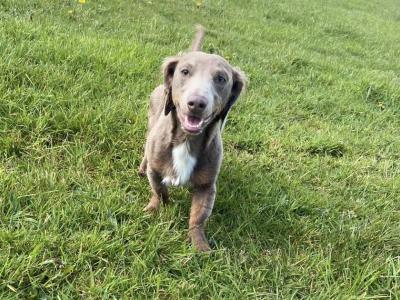 Long haired Isabella Miniature Dachshund for Stud