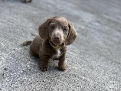 Long haired Isabella Miniature Dachshund for Stud