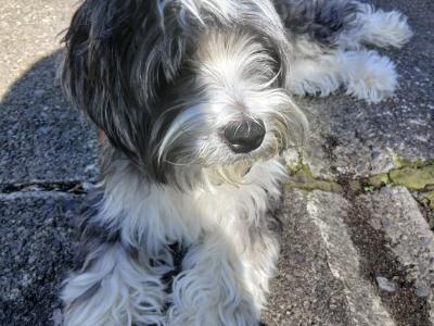 IKC Registered (pending) Tibetan Terrier puppies in Armagh
