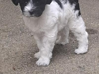 IKC Registered (pending) Tibetan Terrier puppies in Armagh