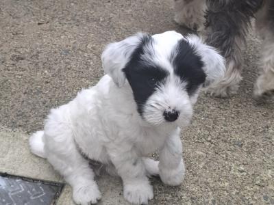 IKC Registered (pending) Tibetan Terrier puppies in Armagh