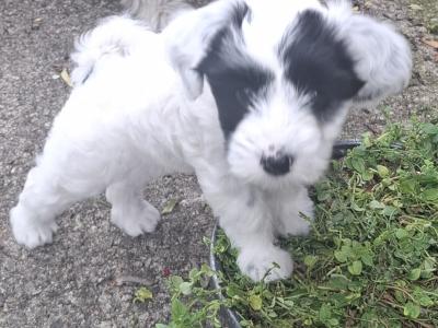 IKC Registered (pending) Tibetan Terrier puppies in Armagh