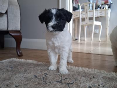 IKC Registered (pending) Tibetan Terrier puppies in Armagh