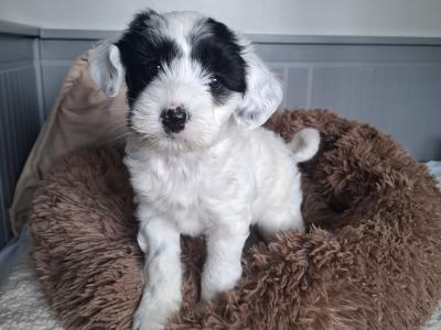 IKC Registered (pending) Tibetan Terrier puppies in Armagh