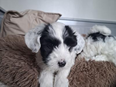 IKC Registered (pending) Tibetan Terrier puppies in Armagh